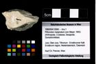 Foto (Objekt + Etikett) von Pithonoton marginatum (von Meyer, 1842)  (NHMW-GEO-1990-0041-2956)
